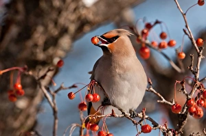 <b class=qtipBold><figcaption>Bohemian Waxwing Eating Berry</figcaption></b><br>A Bohemian Waxwing on a branch eating a reddish-orange berry.<br><em>© Copyright 2016</em> Bohemian Waxwing Eating Berry