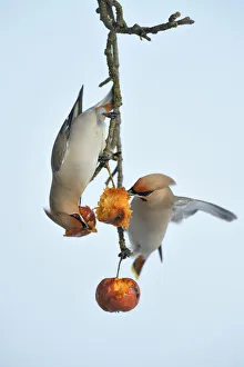Bohemian Waxwings -Bombycilla garrulus- competing for food on an apple tree with overripe Bohemian Waxwings -Bombycilla garrulus- competing for food on an apple tree with overripe
