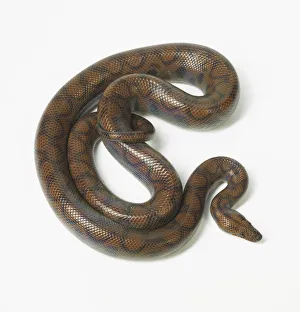 boidae, epicrates cenchria, nobody, plain background, rainbow boa, wildlife boidae, epicrates cenchria, nobody, plain background, rainbow boa, wildlife