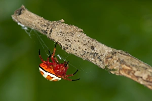 Bolas spider -Encyosaccus sexmaculatus-, orb-web spider, Tiputini rain forest Bolas spider -Encyosaccus sexmaculatus-, orb-web spider, Tiputini rain forest