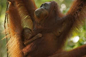 Bornean Orangutans -Pongo pygmaeus-, adult female with young, Tanjung Puting National Park, Central Kalimantan, Borneo, Indonesia Bornean Orangutans -Pongo pygmaeus-, adult female with young, Tanjung Puting National Park, Central Kalimantan, Borneo, Indonesia
