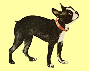 Boston Terrier