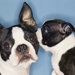 Images Dated 8th November 2004: Boston Terrier dogs telling secrets