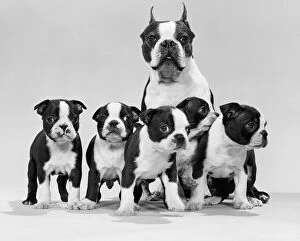 Center Gallery: Boston terrier and puppies