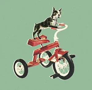 Boston Terrier Riding a Bike