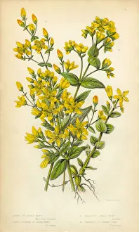 Botanical Illustration of St. Johns Wort Victorian Botanical Illustration of St. Johns Wort Victorian