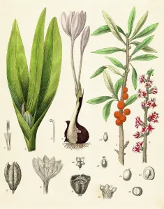 Botanical Illustrations Online Prints: Autumn Crocus plant hand-colored engraving illustration 1848