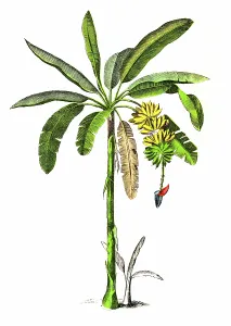 Antique Botanical Prints: Banana Plant (Musa paradisiaca)