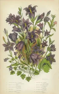 Prints of Very Rare, Beautifully Illustrated Antique Engraved Bluebells, Bell Flower, Ivy, Creeping, Victorian Botanical Illustration Victorian Botanical Illustration Botanical Prints: Bluebells, Ivy and Creeping Bellflower Print (1846)