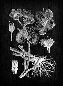 Antique Botanical Prints: Botany plants antique engraving illustration: Caltha palustris (marsh-marigold, kingcup)