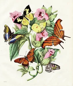 Antique Botanical Prints For Sale Prints: Butterflies: dogface, purple emperor