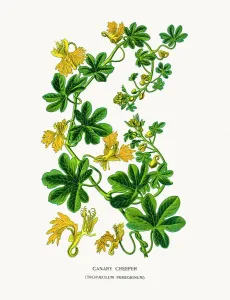 Botanical Illustrations Prints: Canary-creeper