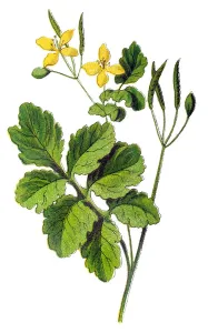 Botanical Illustrations Online Prints: Chelidonium majus, (commonly known as greater celandine)