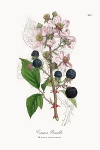 Antique Botanical Prints For Sale Prints: Common Bramble, Rubus discolor, Victorian Botanical Illustration, 1863