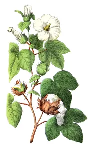 Antique Botanical Prints: Cotton Plant (Gossypium herbaceum)