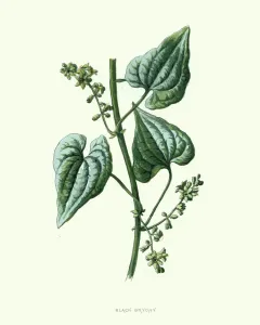 Prints of Vintage engraving of Dioscorea communis a species of flowering plant in the yam family Dioscoreaceae and is commonly known as black bryony, lady s-seal, and black bindweed Botanical Prints: Dioscorea communis, Black Bryony Botanical Flower Print