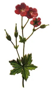 Botanical Illustrations Online Prints: Geranium phaeum, commonly called dusky crane s-bill, mourning widow or black widow