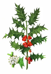 Antique Botanical Prints: Holly Plant (Ilex aquifolium) - 1891 Antique Botanical Chromolithograph from Atlas d'Histoire Naturelle - Végétaux