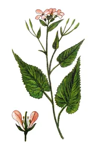 Botanical Illustrations Online Prints: Lunaria rediviva, known as perennial honesty