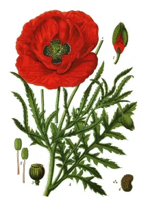Antique Botanical Prints: common poppy, corn poppy, corn rose, field poppy, Flanders poppy, red poppy