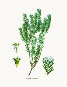 Botanical Illustrations Online Prints: Myrtle plant