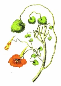 Antique Botanical Prints: Nasturtium Plant (Tropaeolum majus)