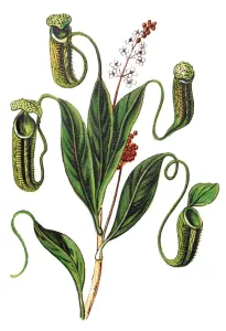 Botanical Illustrations Online Prints: Nepenthes distillatoria is a tropical pitcher plant endemic to Sri Lanka