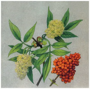 Botanical Illustrations Online Prints: Old chromolithograph illustration of Botany