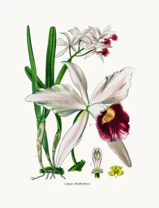 Antique Botanical Prints: orchid