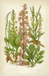 Prints of Very Rare, Beautifully Illustrated Antique Engraved Orchid, Twayblade, Neottia, Listera, Ladyas Tresses, Spiranthes Victorian Botanical Illustration Botanical Prints: Rare Victorian Botanical Print of Orchid Species, 1846