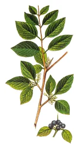 Botanical Illustrations Online Prints: Rhamnus cathartica, the buckthorn, common buckthorn or purging buckthorn