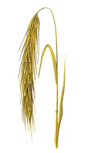 Botanical Illustrations Online Prints: Rye (Secale cereale)