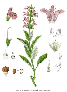 Antique Print of Salvia Sage Medicinal Plant