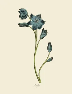 Victorian Era Lithograph Prints: Scillia Plants, Victorian Botanical Illustration