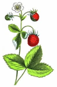 Antique Botanical Prints: Strawberry Plant (Fragaria vesca)