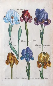 Prints of Various types of errors (Iris), hand-coloured copper engraving by Matthaeus Merian from the Viridarium Reformatum by Michael Valentini, 1719 Botanical Illustration Prints: Hand-coloured copper engraving print of Iris varieties, 1719