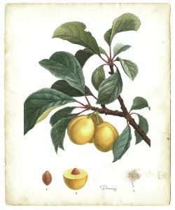 Antique Botanical Prints: Yellow prunes fruits illustration 1819