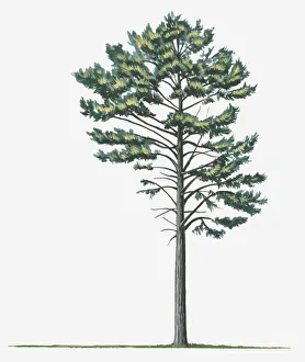 botany, cut out, day, european black pine, evergreen, flora, green, leaf, no people botany, cut out, day, european black pine, evergreen, flora, green, leaf, no people