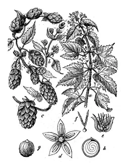 Botany plants antique engraving illustration: Humulus lupulus (common hop or hop) Botany plants antique engraving illustration: Humulus lupulus (common hop or hop)