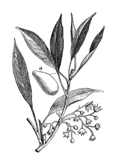 Botany plants antique engraving illustration: sterculia acuminata Botany plants antique engraving illustration: sterculia acuminata