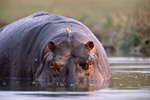 Related Images Collection: Botswana, Ngamiland, Okavango Delta, hippopotamus (Hippopotamus amphibius)