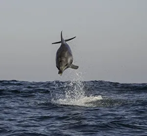 <b class=qtipBold><figcaption>Bottle Nosed In Flight</figcaption></b><br>Breaching bottle nosed dolphin, image was taken during the sardine run, along South Africa's Wild Coast just north of Port St Johns.<br><em>© Wildestanimal 2016</em> Bottle Nosed In Flight