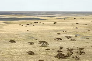 Images Dated 4th December 2007: Boundary, Clear Sky, Dry, Field, Growth, Horizon Over Land, Landscape, Makgadikgadi