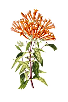 Bouvardia houtteana on white 19th century illustration Bouvardia houtteana on white 19th century illustration