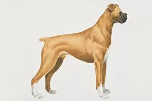 Boxer dog (canis familiaris), side view