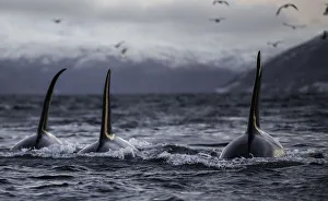 <b class=qtipBold><figcaption>Three Boys</figcaption></b><br>Three big male orcas swimming together near a fishing boat. Orcas know they will find herring trapped by the nets of the fishing boats so they come here to feed.<br><em>© Wildestanimal 2015</em> Three Boys