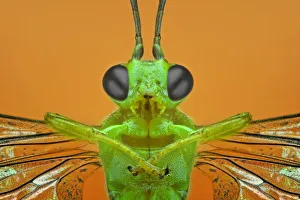 <b class=qtipBold><figcaption>Brachonid Wasp</figcaption></b><br>Insects On Earth, 186889566<br><em>© Donald Jusa</em> Brachonid Wasp