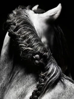 Hobbies Gallery: Braided mane of grey horse
