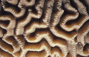 <b class=qtipBold><figcaption>Brain Coral</figcaption></b><br>Jeff Rotman Underwater Photography, a0106-000042 Brain Coral