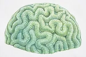 Images Dated 25th September 2006: Brain Coral (Diploria labyrinthiformis)